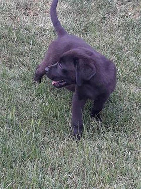 Labrador-retriver