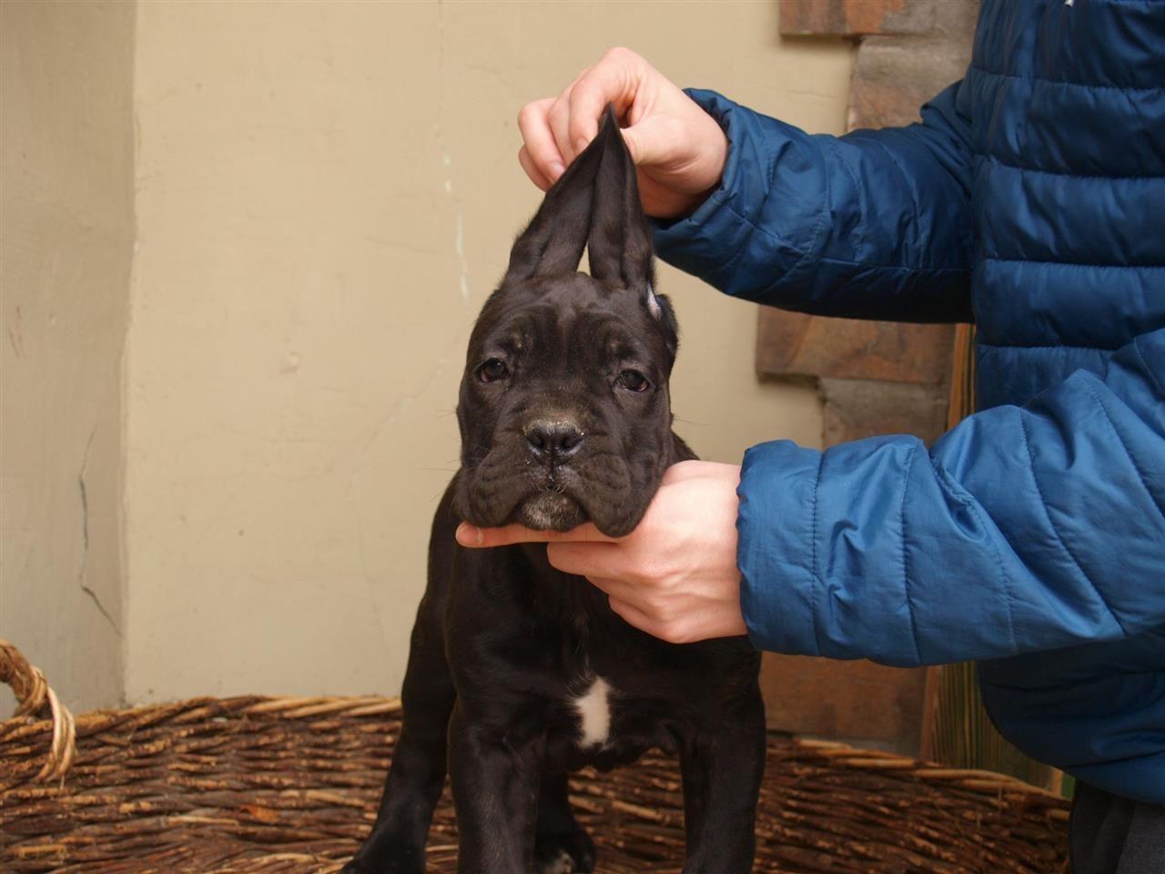 Kane-Korso-Cane-Corso-POVOLJNO