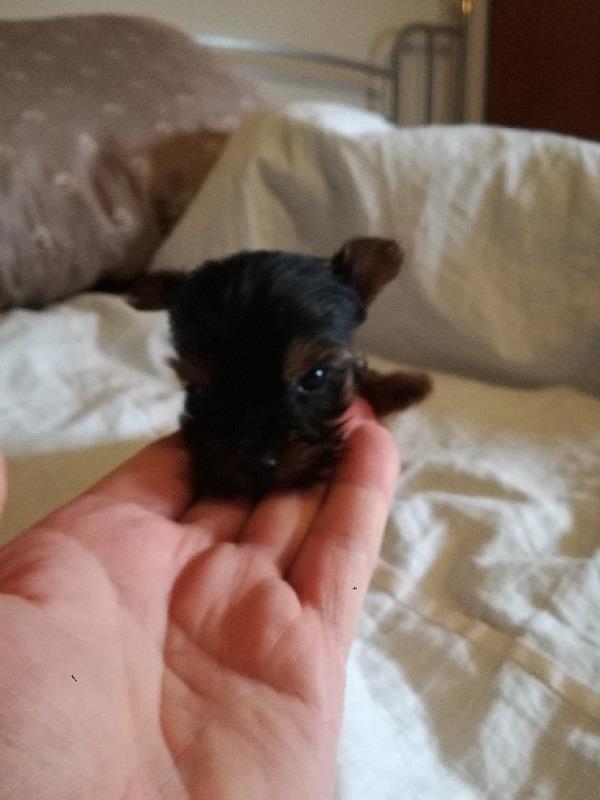 Mini-jorki