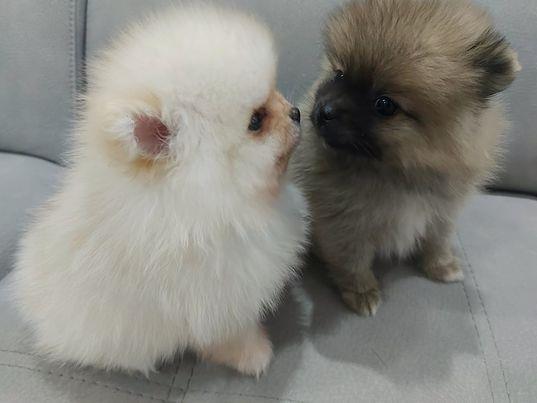 Pomeranac 
