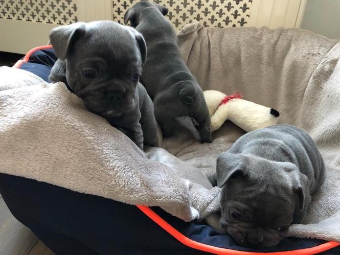 Štenad francuskog buldoga