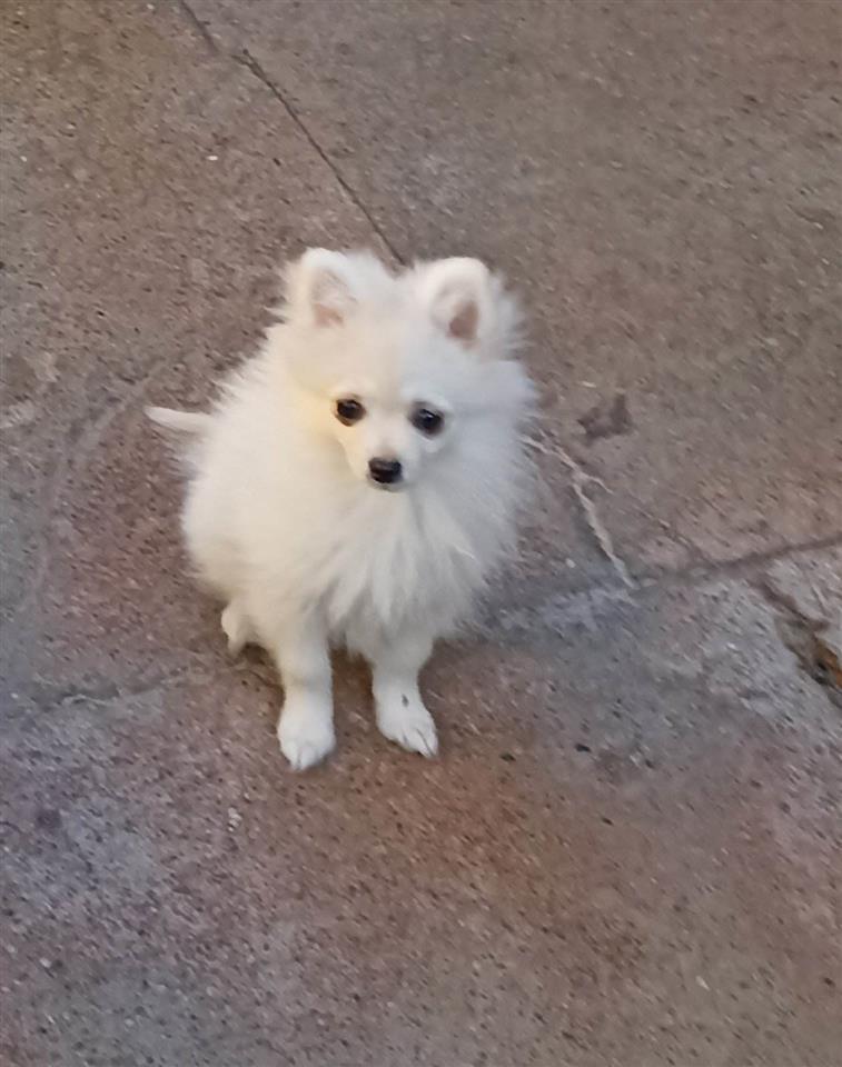 Pomeranski-Špic-štenci