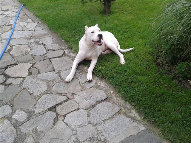 Dogo-Argentino