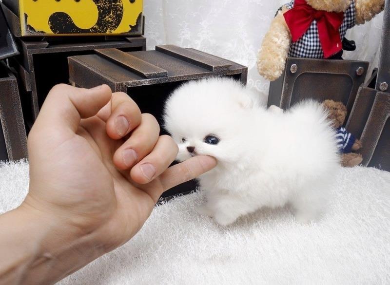 Pomeranski-spic
