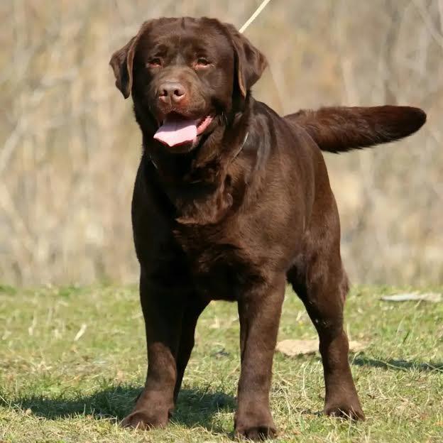 Labrador-Retriver-štenci