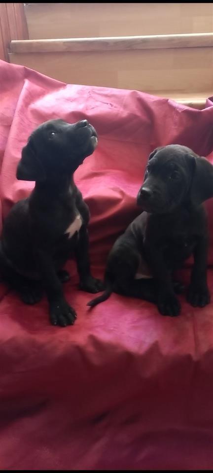 Cane-corso-štenci