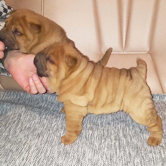 Shar-Pei-štenci-