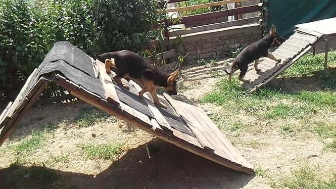 Nemacki ovcari Dita i Deea