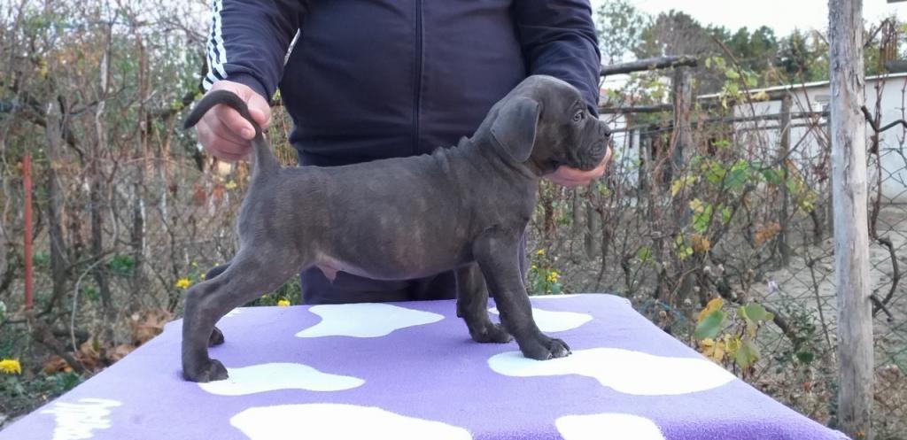 Cane-corso-štenci