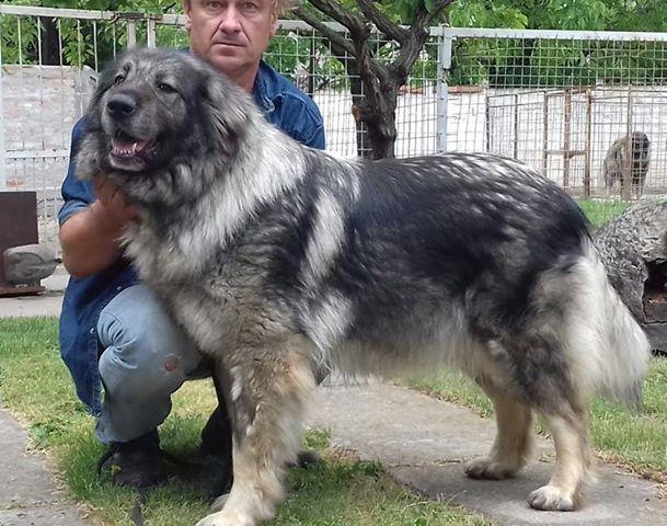 Šarplaninci--štenci