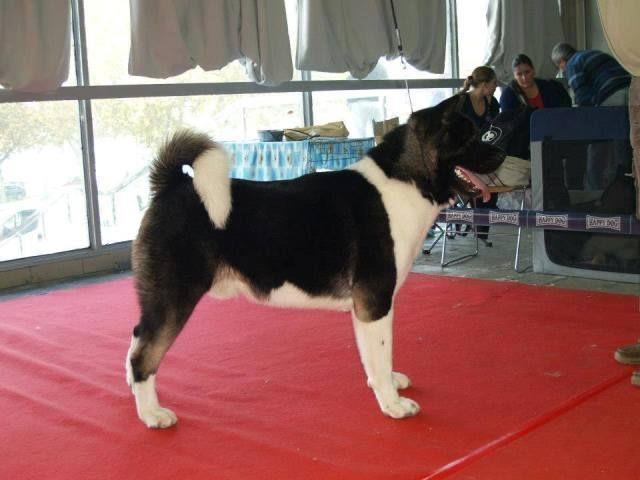 AMERICKA-AKITA-prelepa-stenad