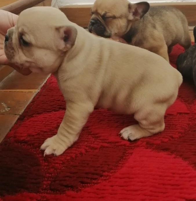 Francuski-buldog-stenad