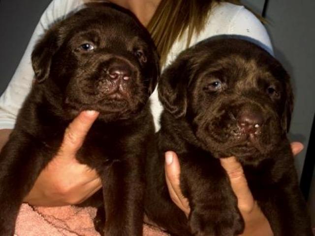 Čokoladni štenci Labradora