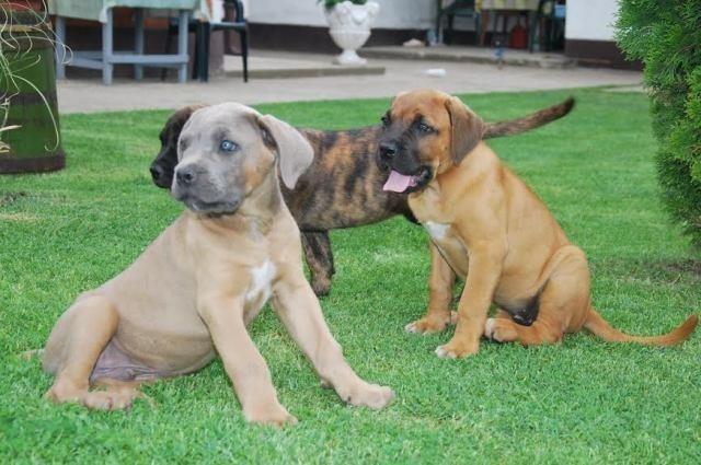 Cane Corso stenci