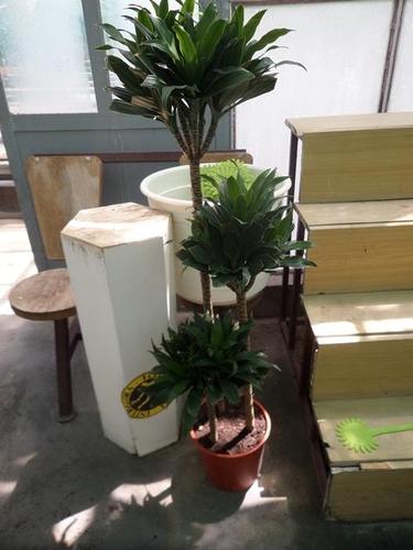 Kancelarijske biljke-Dracena