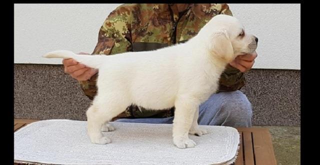Top-leglo-labrador-retrivera-