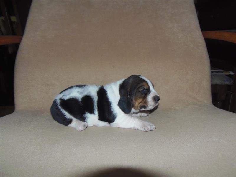 Basset-Hound---baset