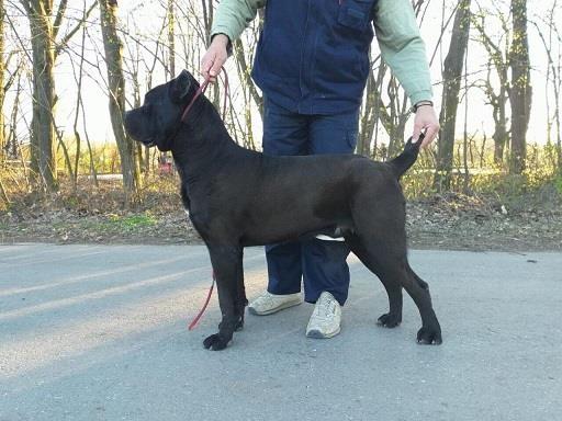 Cane-corso-stenci