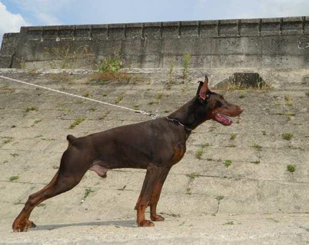 Muzjak-dobermana