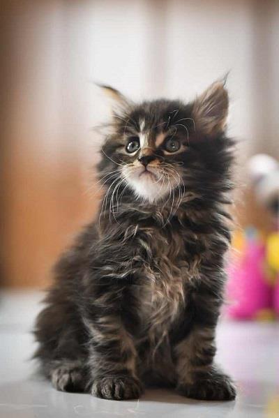 Maine-Coon-mačići