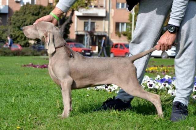 Vajmarski ptičar, štenci