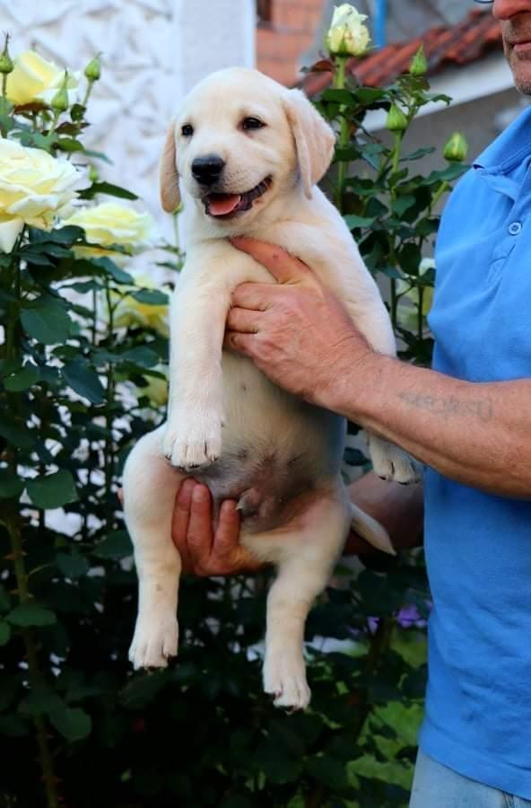Labrador-Retriver-Stenci