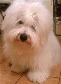 Cotton-de-tulear