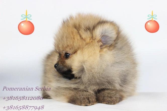 Pomeranac Boo stenci 