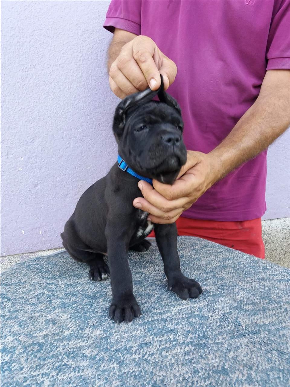 Cane-Corso-Muski-Stenci