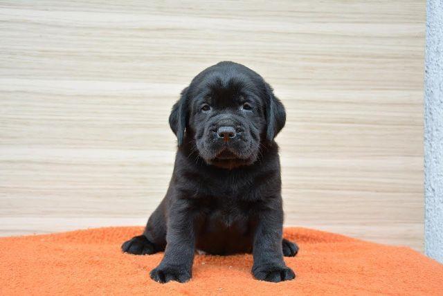 Labrador-crni-stenci
