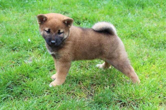 Shiba Inu štenci   