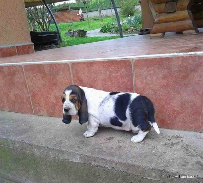 Basset-Hound---baset