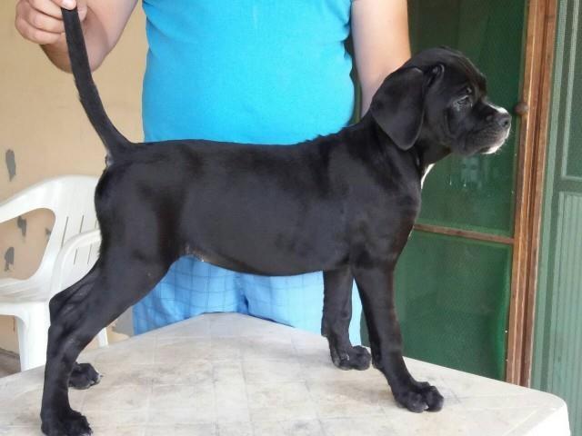 Cane-corso-stenci