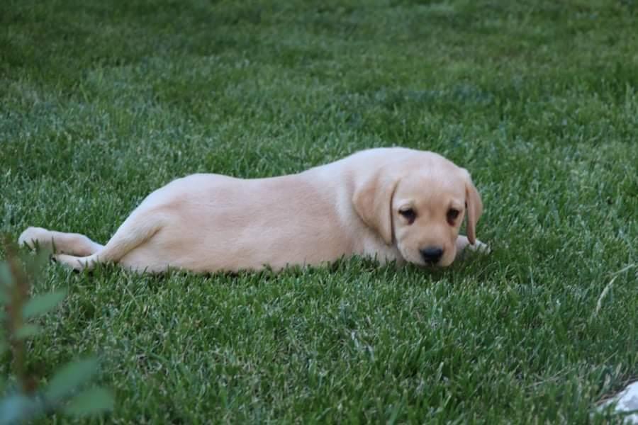 Labrador-Retriver-Stenci