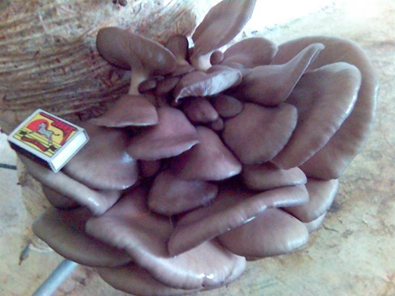 Bukovače-šitake-kompos-micelijum