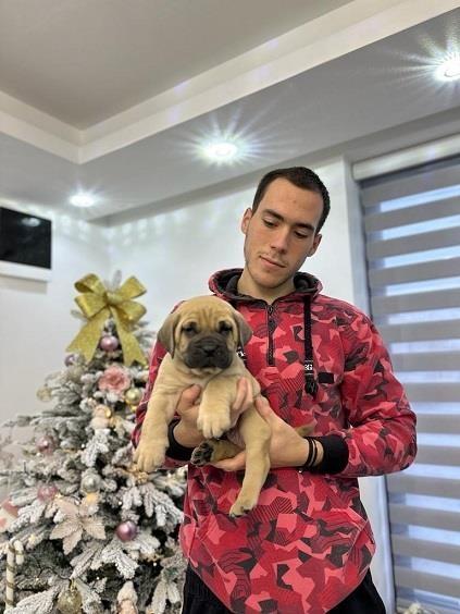 Presa-Canario-štenci