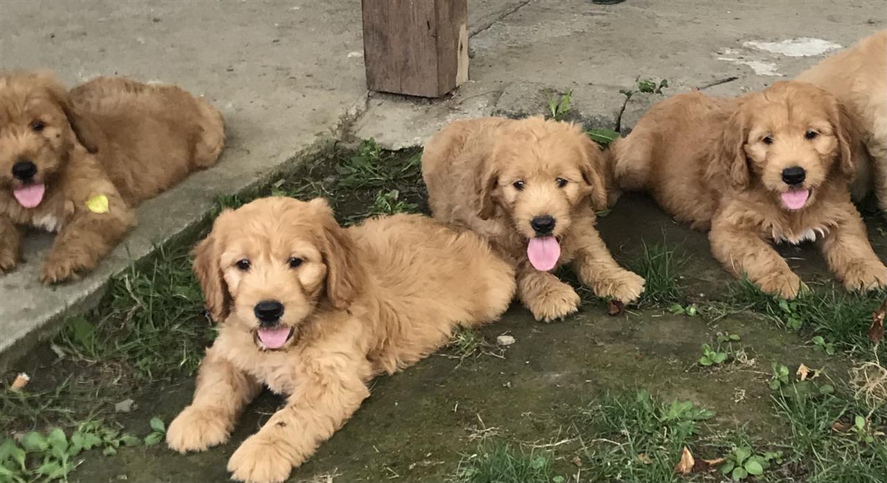 Labradoodle-F1
