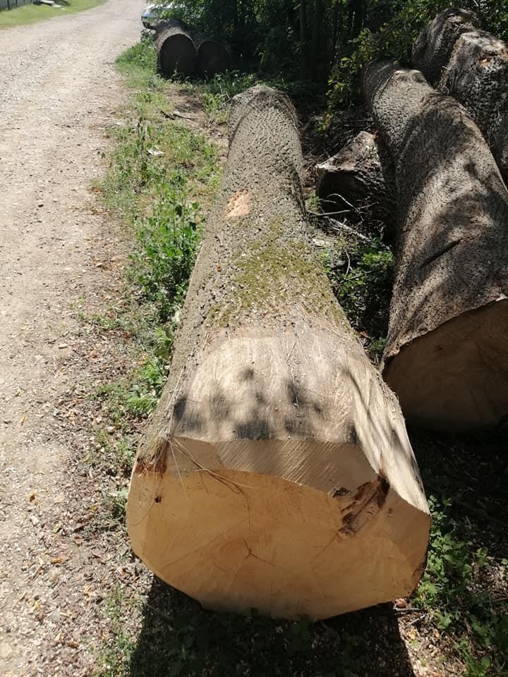 Trupci