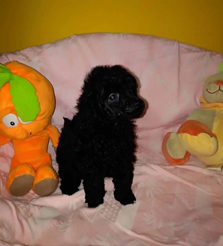Toy-pudle-štenci-na-prodaju-