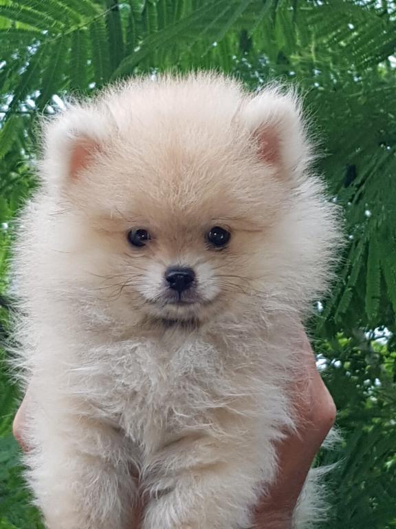 Pomeranci-boo