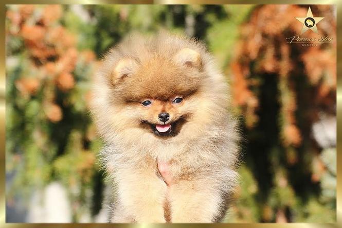 Pomeranski spic