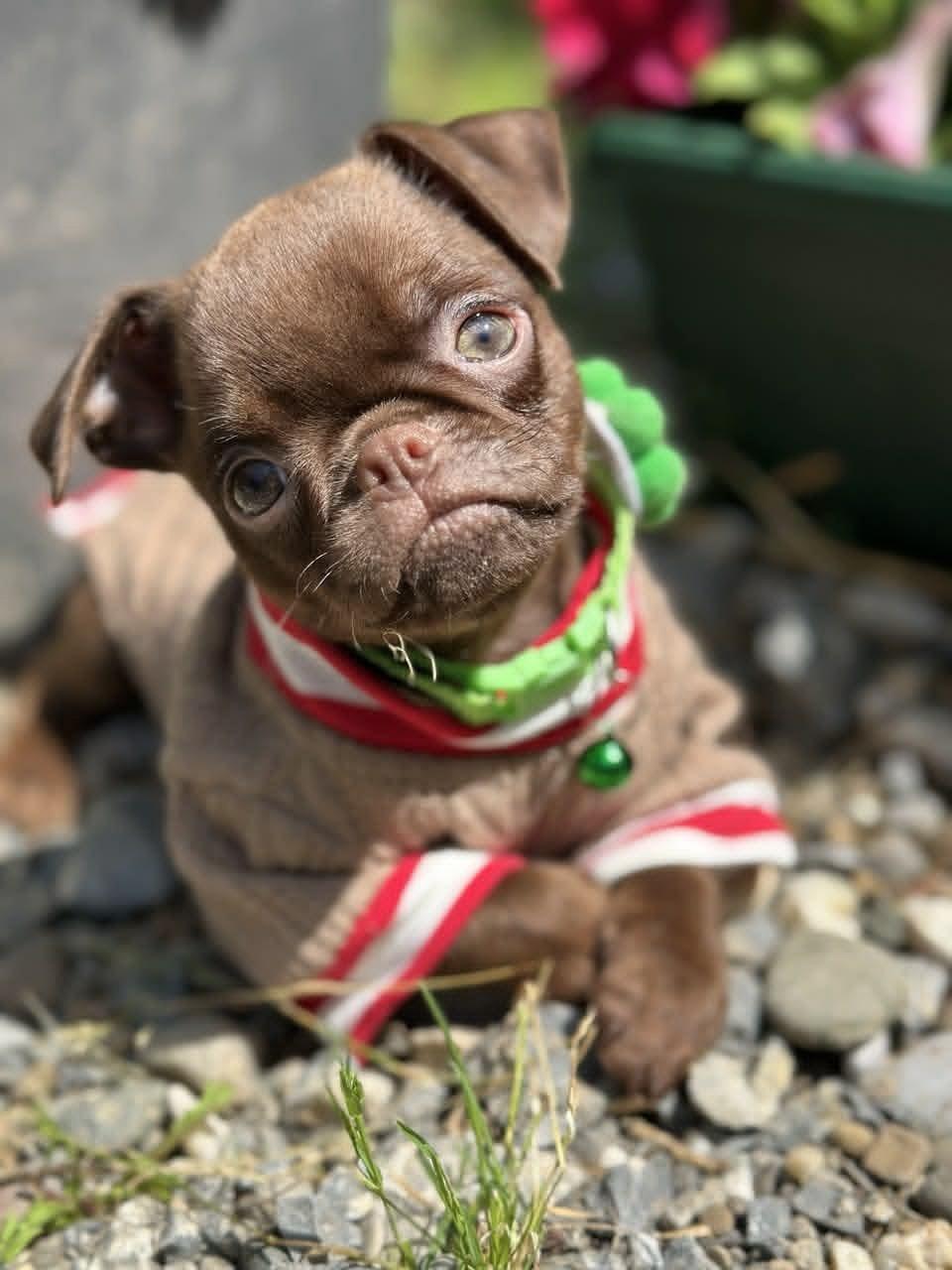 Chocolate-Petit-Brabancon--Smooth-Brussel-Griffon-