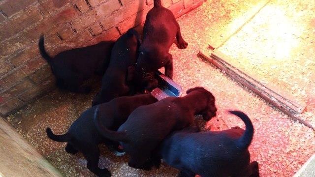 Labrador-Retriver-štenci-