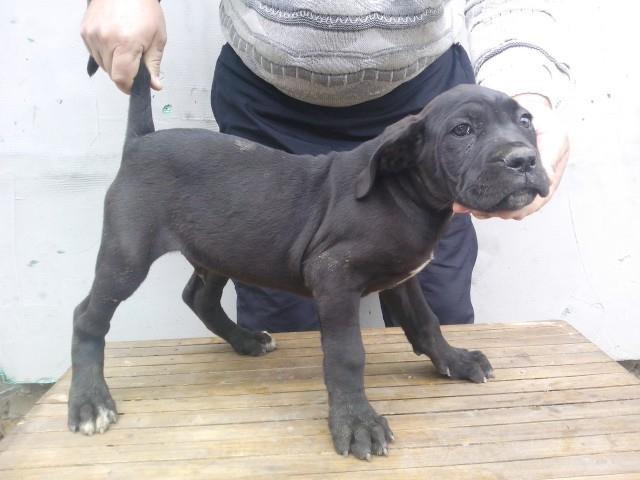 Cane corso stenci