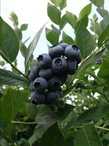 Berba borovnice i maline