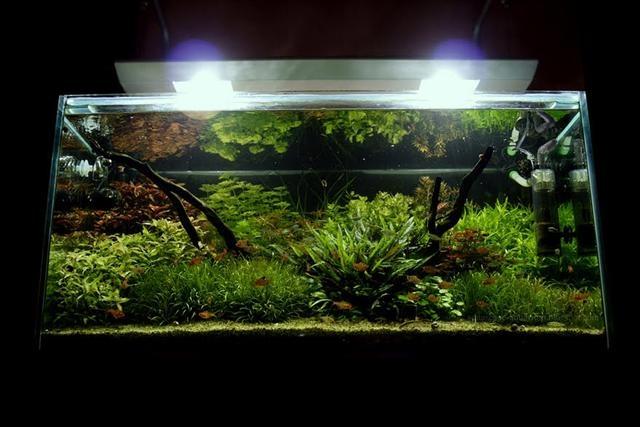 Akvarijumske biljke