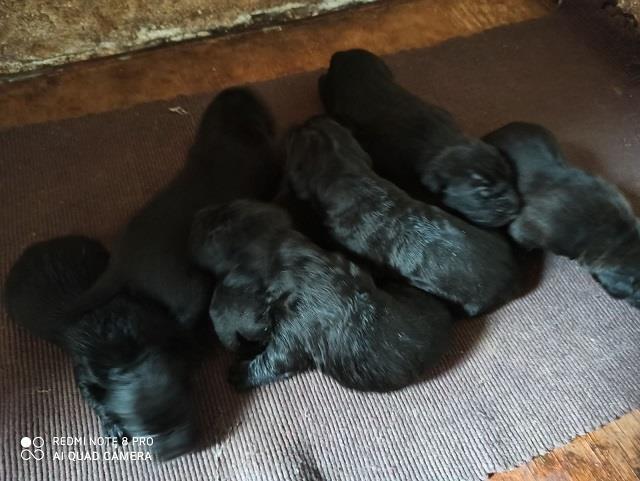 Cane-corso-štenci