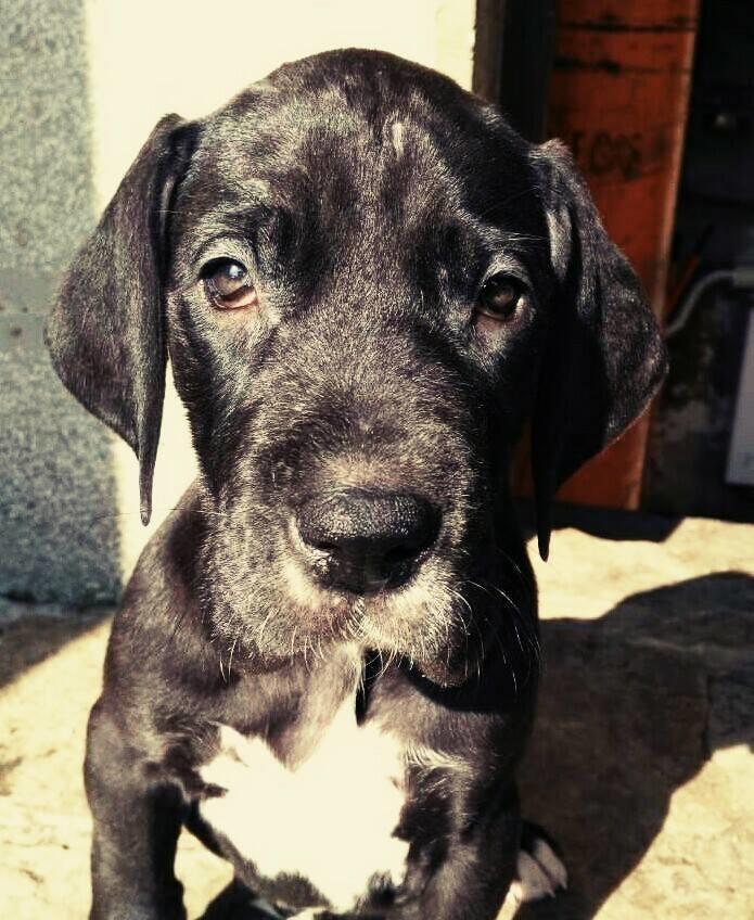 Nemacka-doga