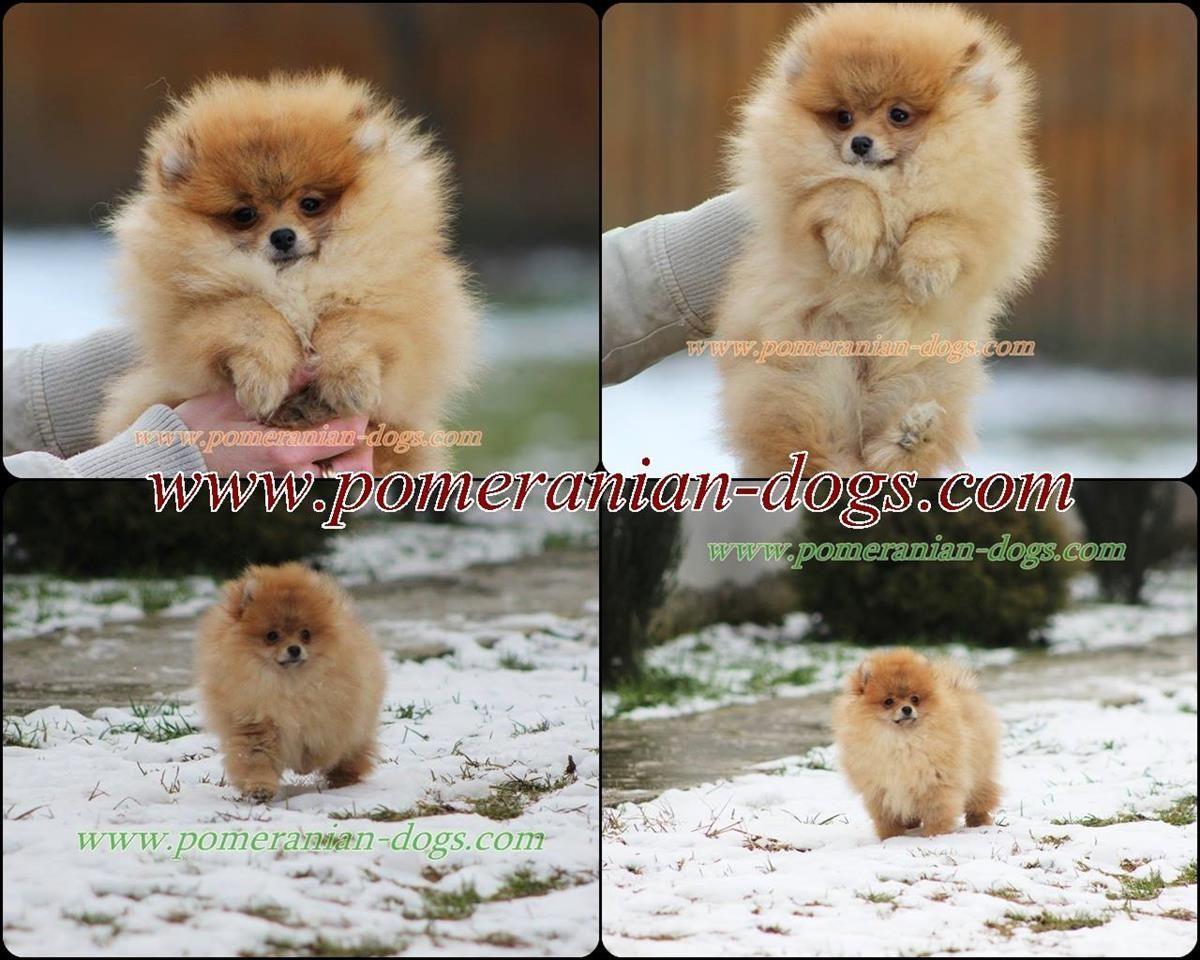 Pomeranac-Boo-stenci