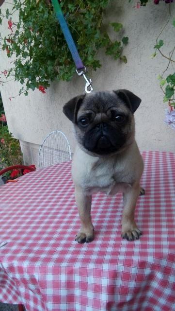 Mops